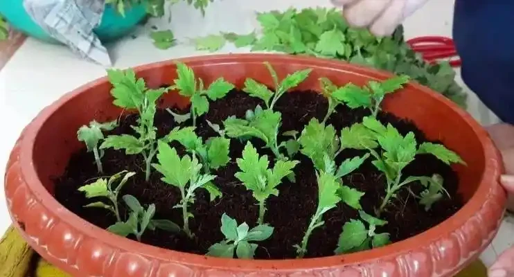 夏季8種「開花機器」，現在插枝長根快，成活一個月就開花