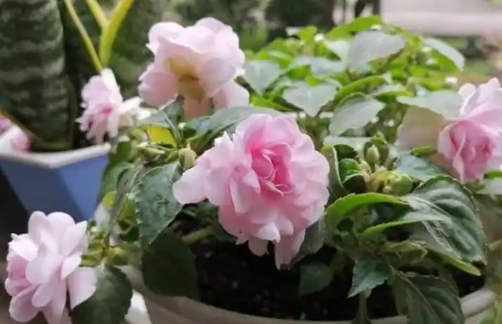 夏季8種「開花機器」，現在插枝長根快，成活一個月就開花