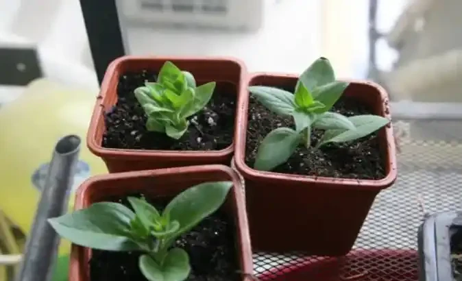 夏季8種「開花機器」，現在插枝長根快，成活一個月就開花
