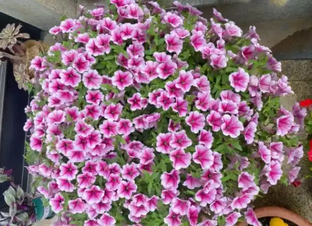 夏季8種「開花機器」，現在插枝長根快，成活一個月就開花