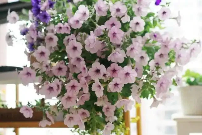 夏季8種「開花機器」，現在插枝長根快，成活一個月就開花