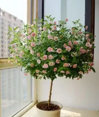 夏季8種「開花機器」，現在插枝長根快，成活一個月就開花