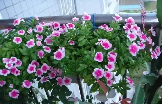 夏季8種「開花機器」，現在插枝長根快，成活一個月就開花