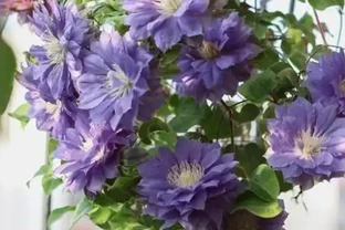 夏季8種「開花機器」，現在插枝長根快，成活一個月就開花