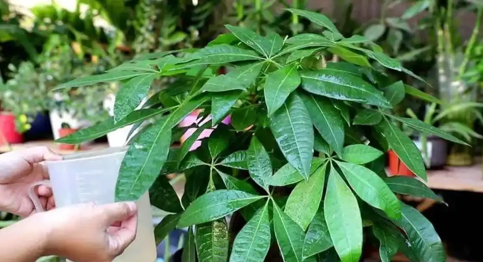 發財樹冬天葉子都枯萎了還能活嗎?這樣做春天還能發葉