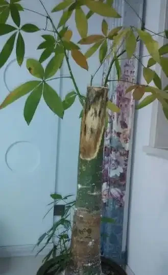 發財樹冬天葉子都枯萎了還能活嗎?這樣做春天還能發葉