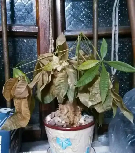 發財樹冬天葉子都枯萎了還能活嗎?這樣做春天還能發葉