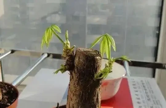 發財樹冬天葉子都枯萎了還能活嗎?這樣做春天還能發葉