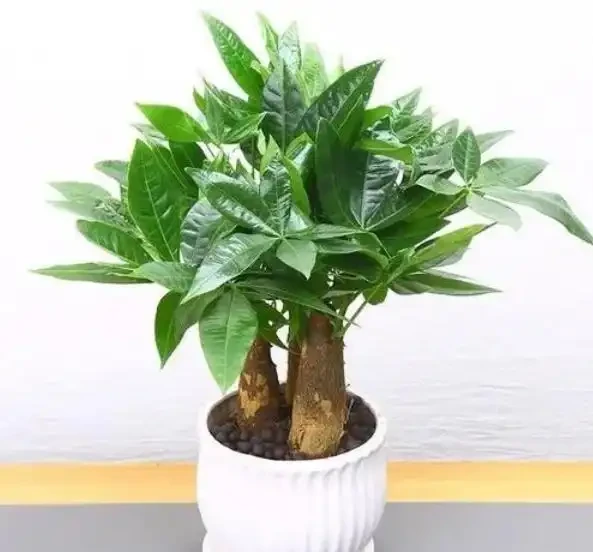 發財樹冬天葉子都枯萎了還能活嗎?這樣做春天還能發葉