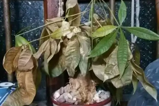 發財樹冬天葉子都枯萎了還能活嗎？這樣做春天還能發葉