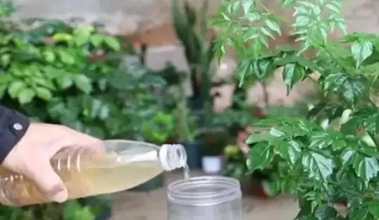 幸福樹在冬天落葉嚴重如何挽救?以下3步輕鬆搞定