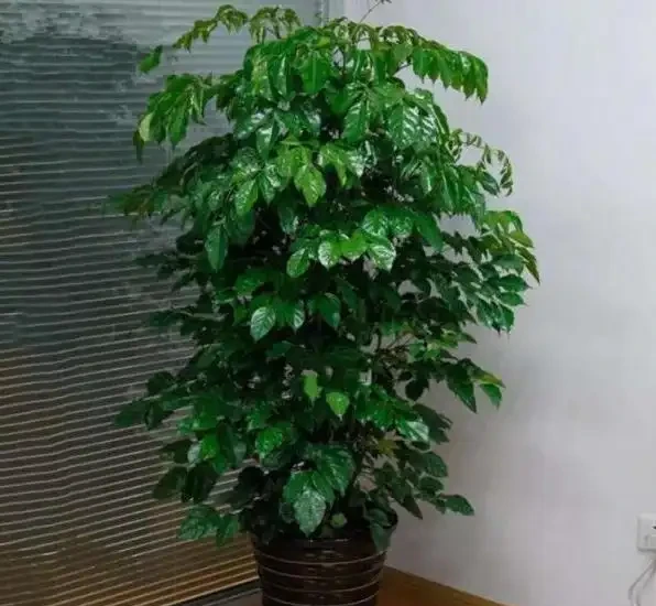 幸福樹的養護方法介紹