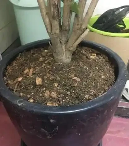 幸福樹的養護方法介紹