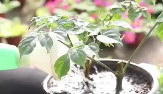 幸福樹在冬天落葉嚴重如何挽救?以下3步輕鬆搞定