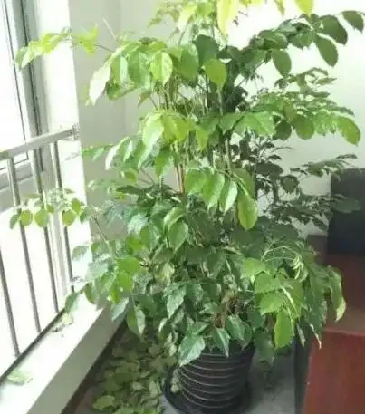 幸福樹在冬天落葉嚴重如何挽救?以下3步輕鬆搞定