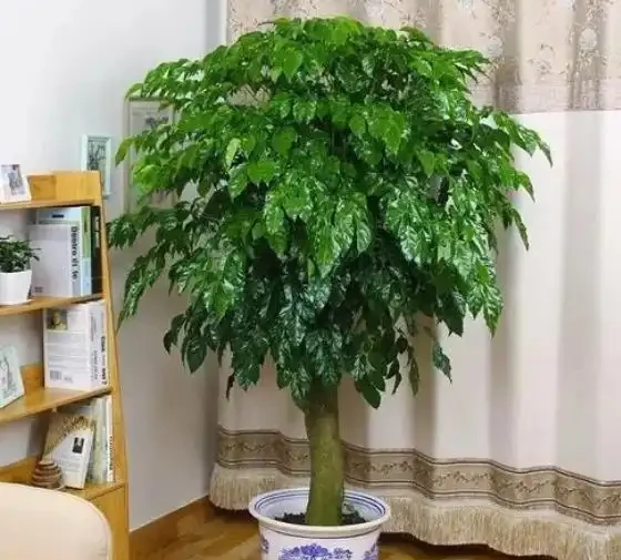 幸福樹在冬天落葉嚴重如何挽救?以下3步輕鬆搞定