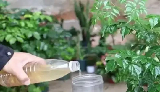 幸福樹的養護方法介紹