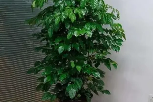 幸福樹的養護方法介紹