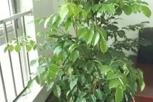 幸福樹在冬天落葉嚴重如何挽救？以下3步輕鬆搞定