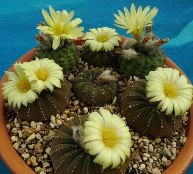 這「3種花」一旦開花，證明「喜事臨門」，是「好兆頭」的表現
