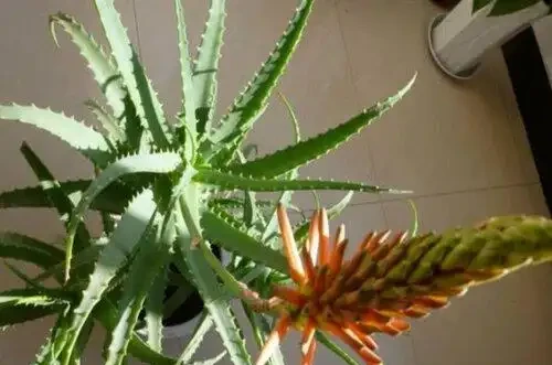 這「3種花」一旦開花，證明「喜事臨門」，是「好兆頭」的表現