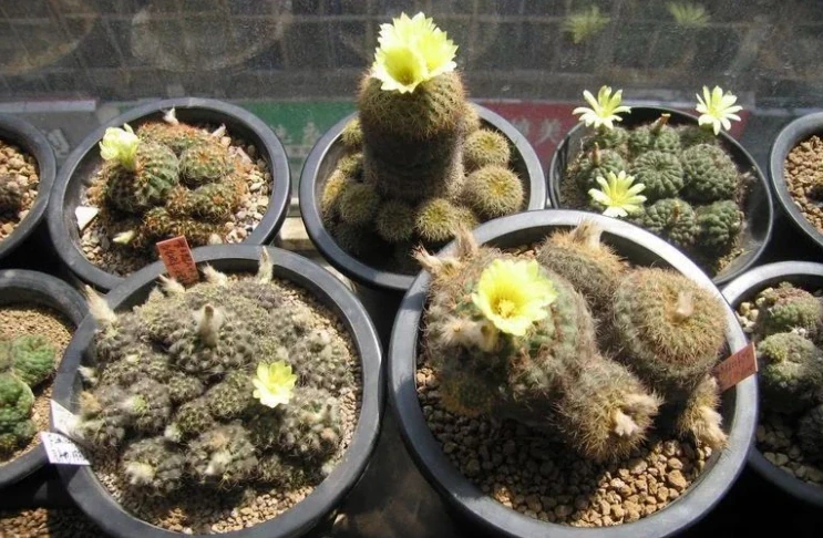 這「3種花」一旦開花，證明「喜事臨門」，是「好兆頭」的表現