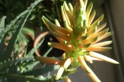 這「3種花」一旦開花，證明「喜事臨門」，是「好兆頭」的表現