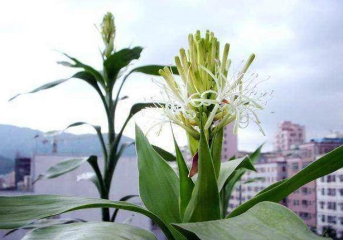 這「3種花」一旦開花，證明「喜事臨門」，是「好兆頭」的表現