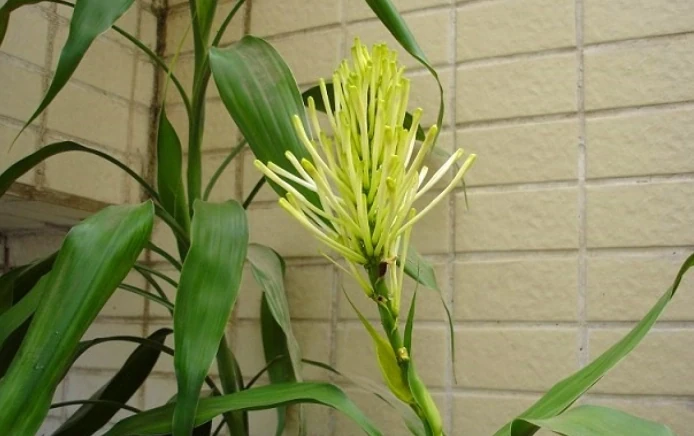 這「3種花」一旦開花，證明「喜事臨門」，是「好兆頭」的表現