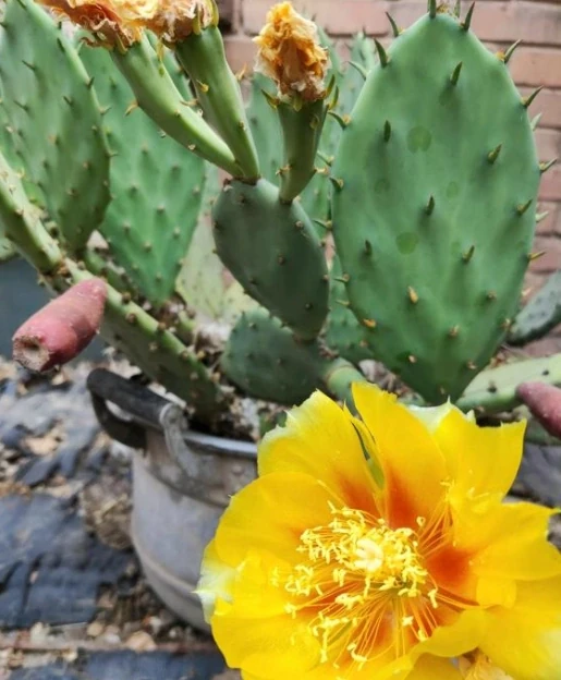 這「3種花」一旦開花，證明「喜事臨門」，是「好兆頭」的表現