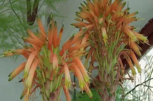 這「3種花」一旦開花，證明「喜事臨門」，是「好兆頭」的表現