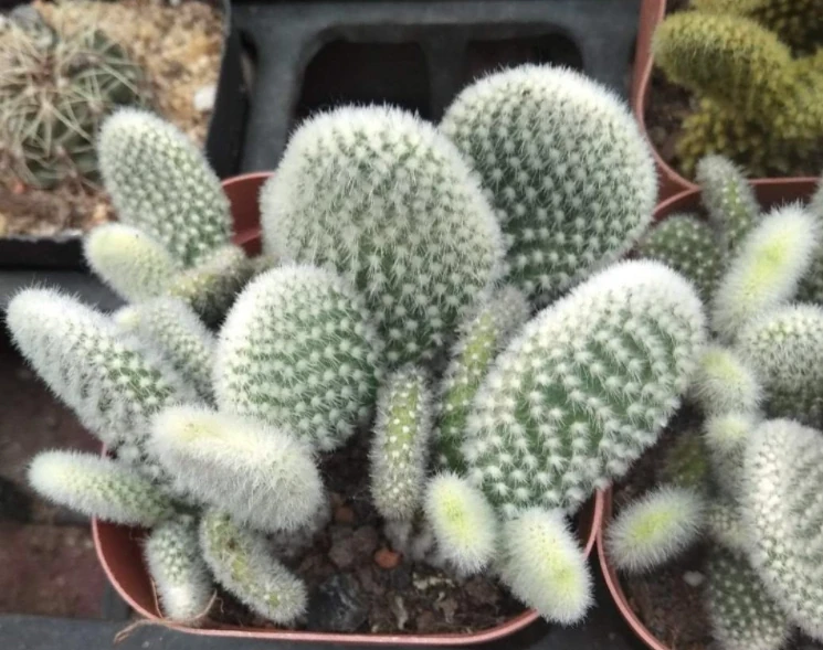 這「3種花」一旦開花，證明「喜事臨門」，是「好兆頭」的表現