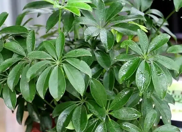鵝掌藤的養殖方法和注意事項,5個方面入手,枝繁葉茂輕鬆養