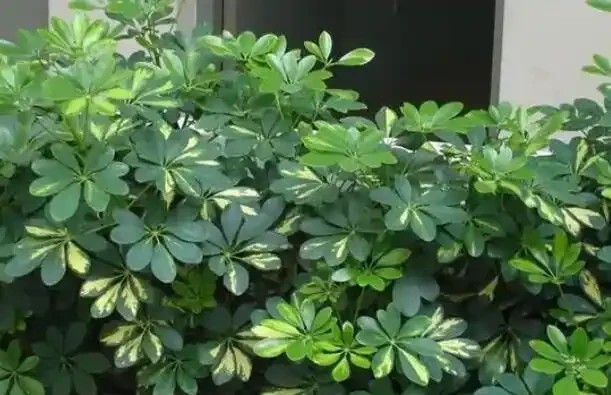 鵝掌藤的養殖方法和注意事項,5個方面入手,枝繁葉茂輕鬆養