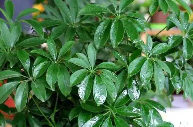 鵝掌藤的養殖方法和注意事項,5個方面入手,枝繁葉茂輕鬆養