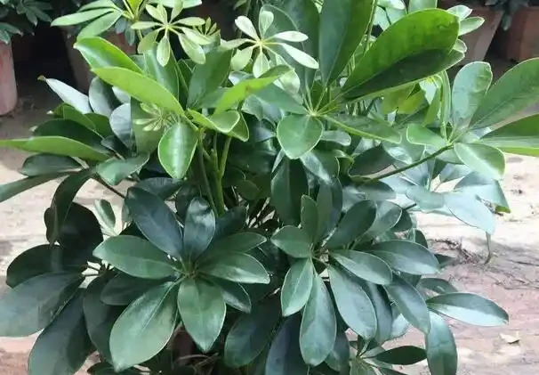 鵝掌藤的養殖方法和注意事項,5個方面入手,枝繁葉茂輕鬆養
