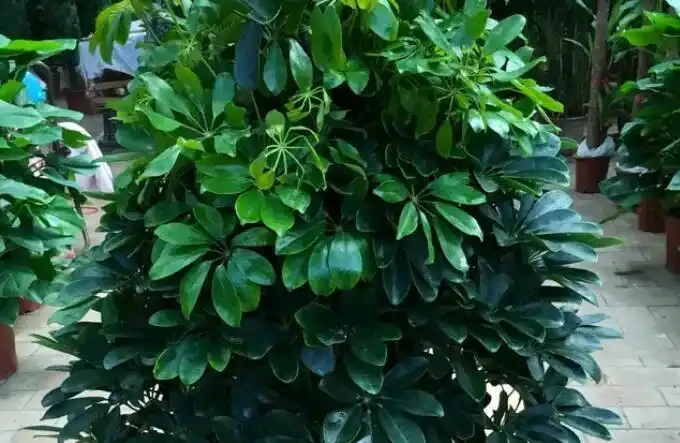 鵝掌藤的養殖方法和注意事項,5個方面入手,枝繁葉茂輕鬆養