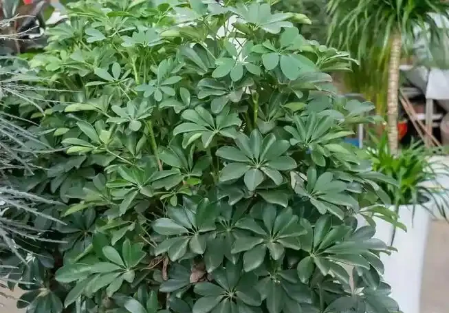 鵝掌藤的養殖方法和注意事項,5個方面入手,枝繁葉茂輕鬆養