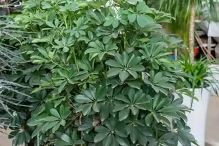 鵝掌藤的養殖方法和注意事項，5個方面入手，枝繁葉茂輕鬆養