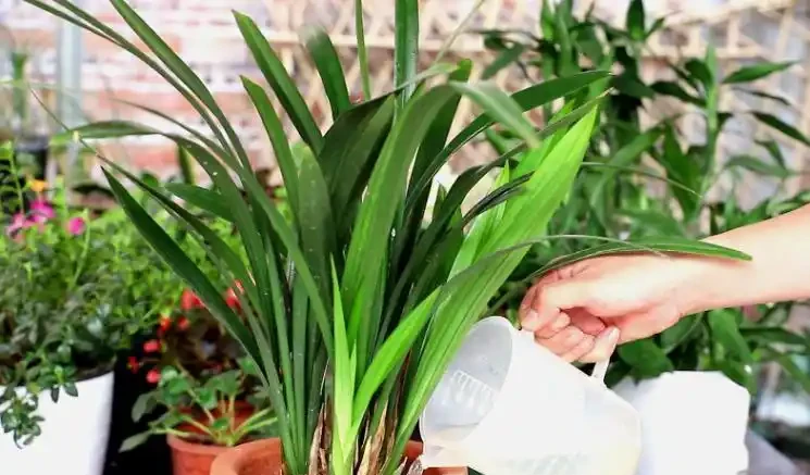蘭花總是養不好,其實是你忽略了6個「小細節」,下次你做好試試
