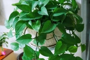 家中養黃金葛，多澆3種「大肥水」，枝條瘋長，葉子巴掌大