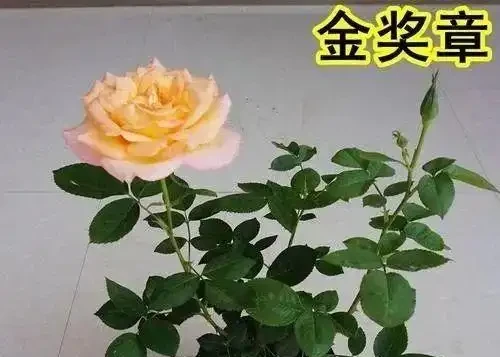 喜歡玫瑰的朋友，一定要收藏這篇文章，有這一篇什麼問題都解決了