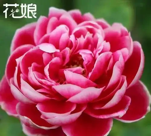 喜歡玫瑰的朋友，一定要收藏這篇文章，有這一篇什麼問題都解決了