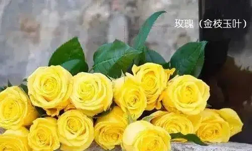 喜歡玫瑰的朋友，一定要收藏這篇文章，有這一篇什麼問題都解決了