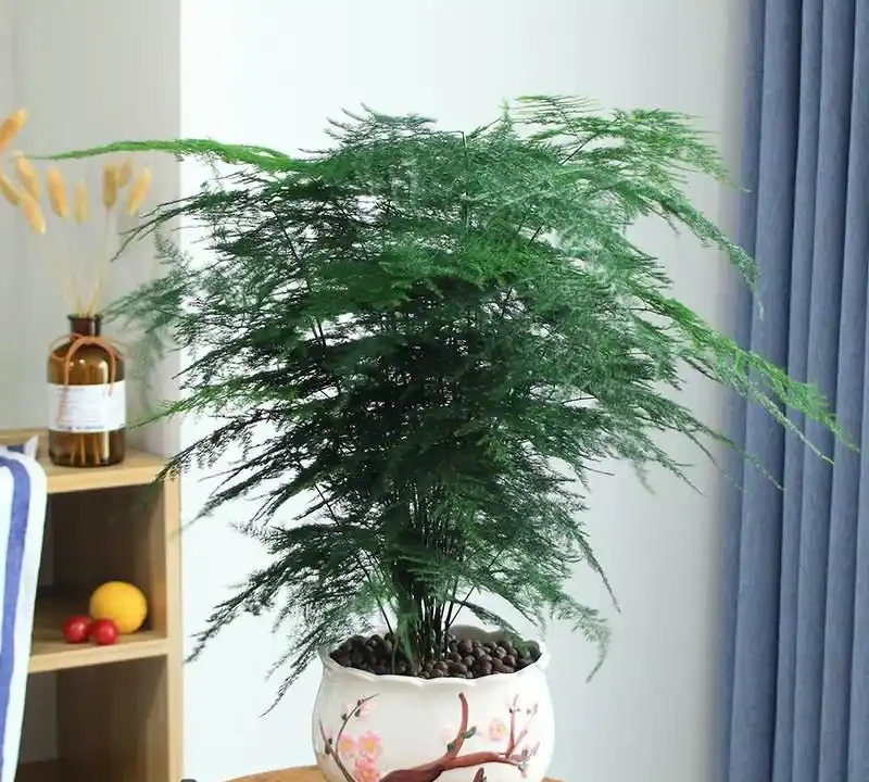 家裡有異味?十種「吸味花」,隨便養幾盆,還你一個清新幹淨的家