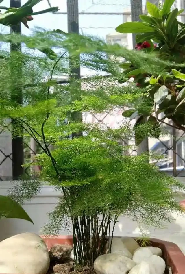 家裡有異味?十種「吸味花」,隨便養幾盆,還你一個清新幹淨的家