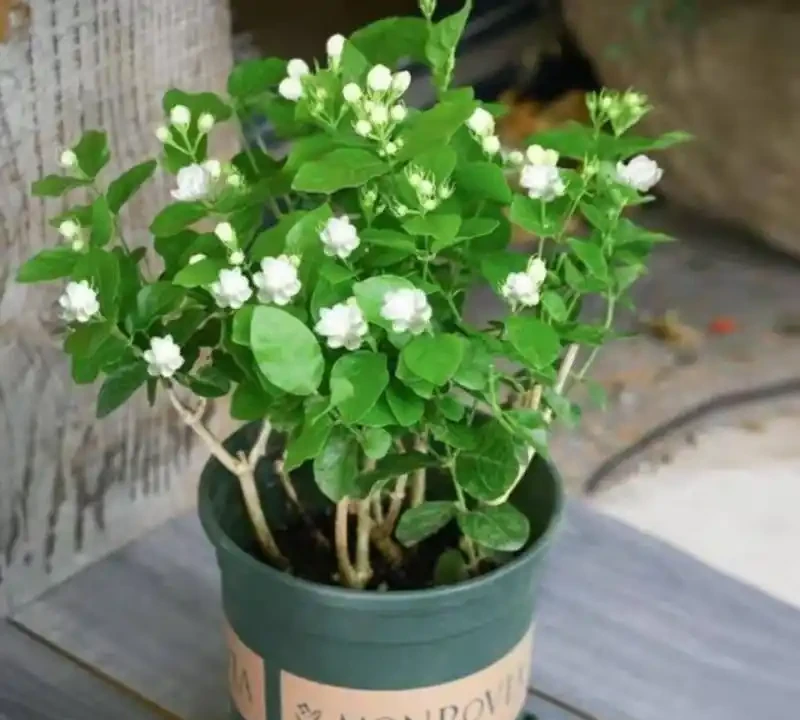 家裡有異味?十種「吸味花」,隨便養幾盆,還你一個清新幹淨的家