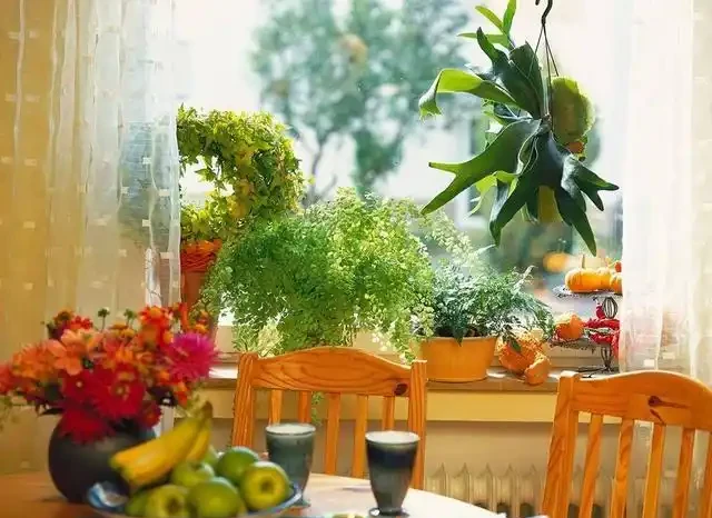 家裡有異味?十種「吸味花」,隨便養幾盆,還你一個清新幹淨的家
