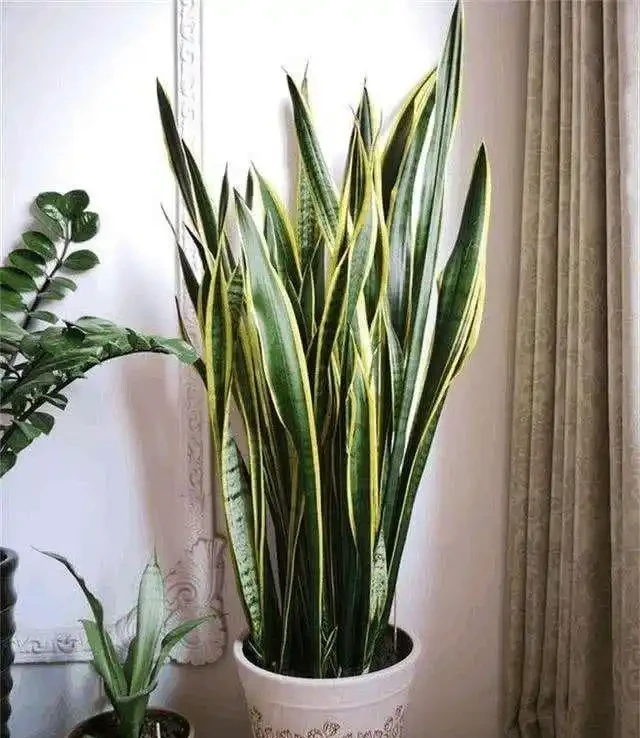家裡有異味?十種「吸味花」,隨便養幾盆,還你一個清新幹淨的家
