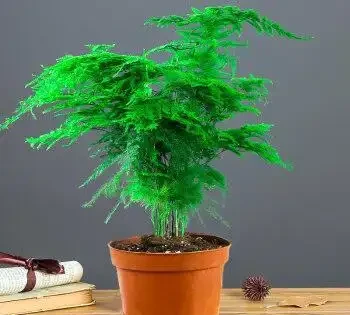 家裡有異味?十種「吸味花」,隨便養幾盆,還你一個清新幹淨的家